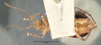 Media type: image; Entomology 18462   Aspect: habitus ventral view